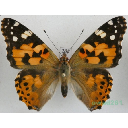 Vanessa cardui (Linnaeus, 1758) ex. ovo, Rusałka osetnik Czech28d